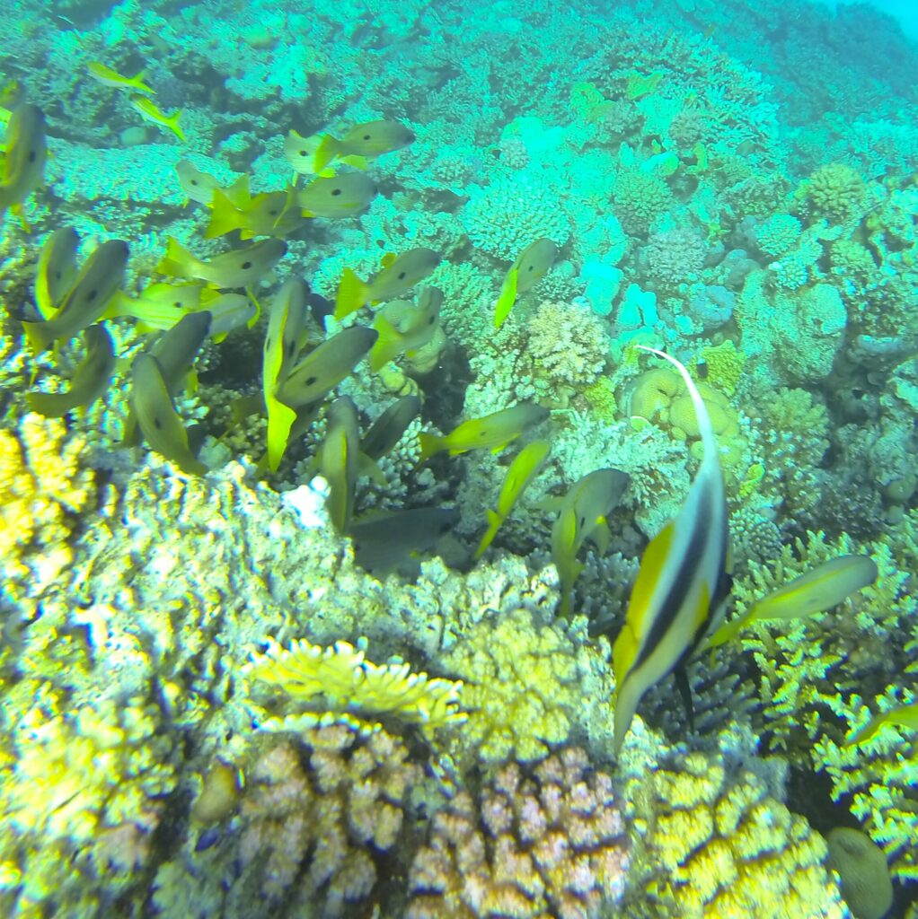 Non solo kite - Snorkeling
