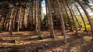 Colico bosco