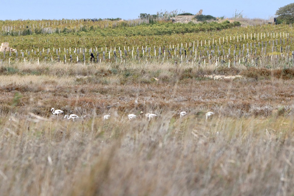 Capo Feto Sicilia
